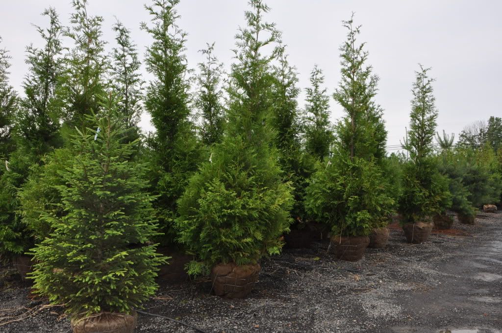 12ft + Green Giant Arborvitae Photo by PhilaPlants Photobucket